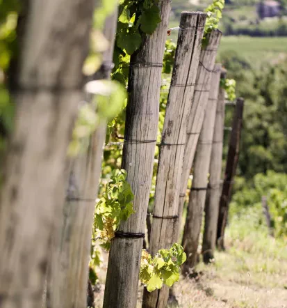 Wines