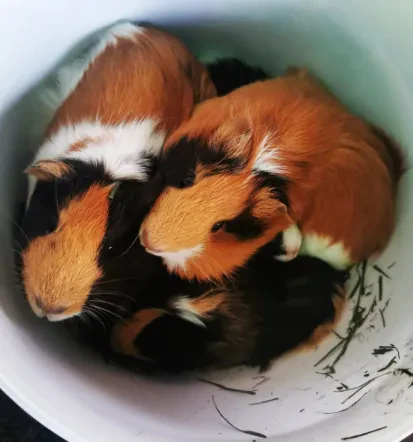 Interventi chirurgici e odontoiatrici