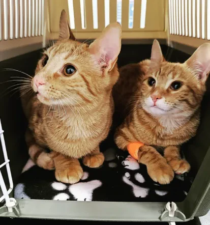Interventi chirurgici e odontoiatrici