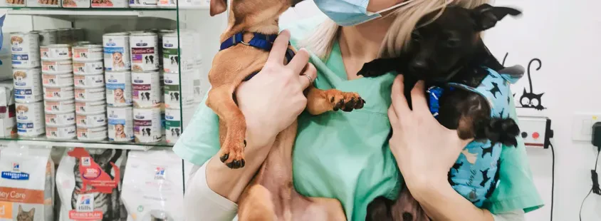 Interventi chirurgici e odontoiatrici per cani e gatti Costa Slovena, Litorale