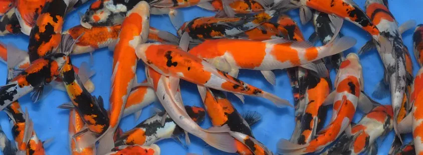 Japanese koi carp Slovenia