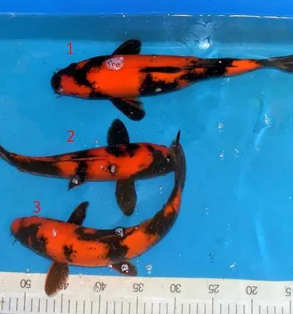 Koi carp