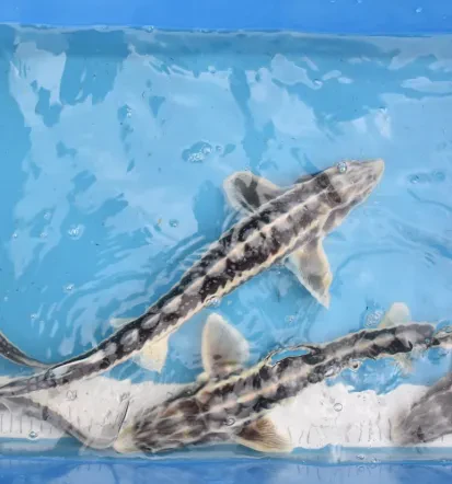 Koi carp