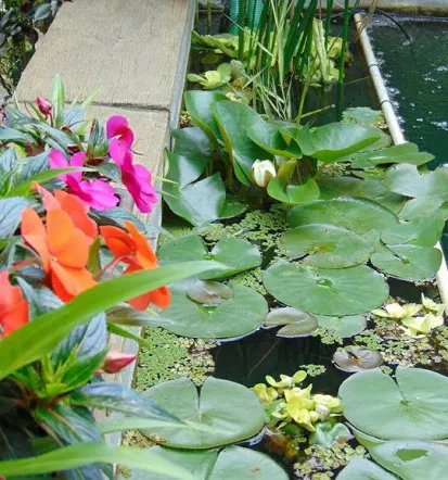 Koi carp