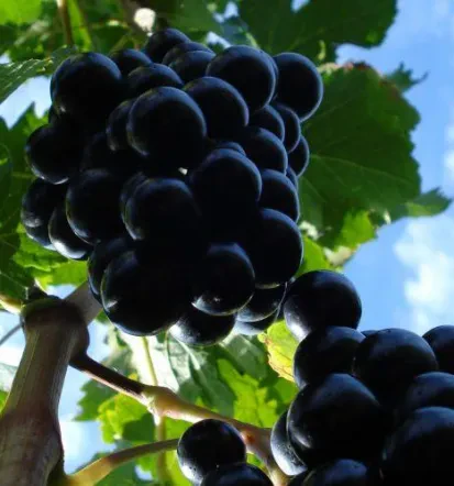 Vipava Wine Tastings 14