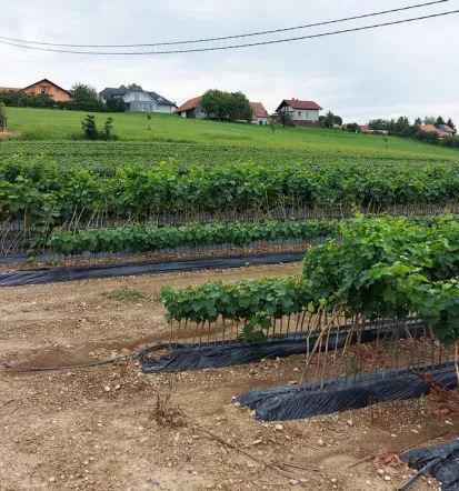 Sale of quality grapevine grafts Slovenia 4