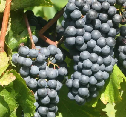 Sale of quality grapevine grafts Slovenia