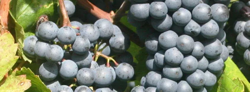 Sale of quality grapevine grafts Slovenia