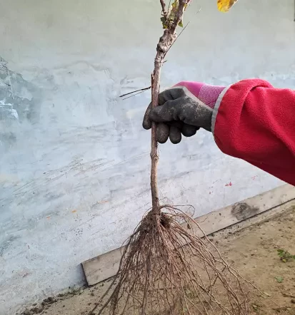 Sale of quality grapevine grafts Slovenia 1