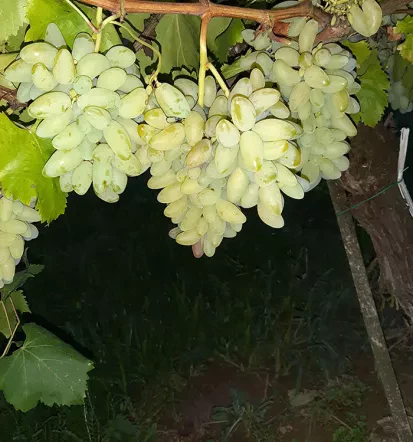 Sale of quality grapevine grafts Slovenia 2