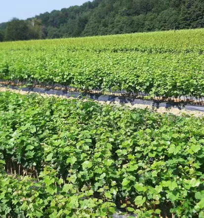 Sale of quality grapevine grafts Slovenia 3