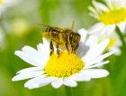 Bienenzucht