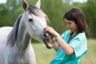 Veterinärdienste
