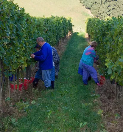 Hausgemachter Wein und Sekt für Österreich