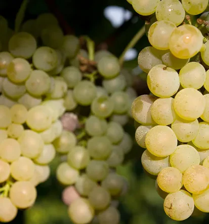 Hausgemachter Wein und Sekt für Deutschland