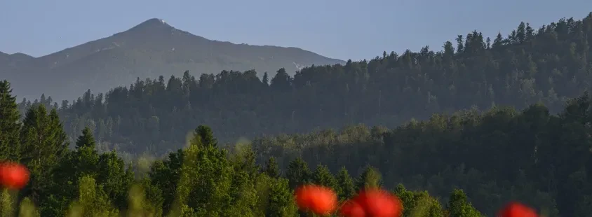Bear watching, Notranjska