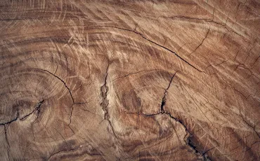 Holzverarbeitung: Alles über Holz und Preise