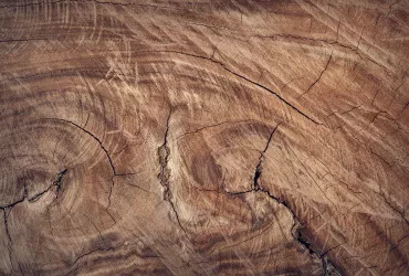 Holzverarbeitung: Alles über Holz und Preise