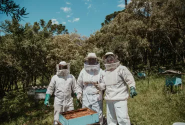 Wie entsteht Honig: Vom Bienenstock bis auf Ihren Tisch